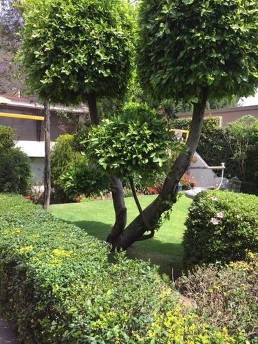 Grupo Kings Suites - Bosque De Duraznos 72 Città del Messico Esterno foto